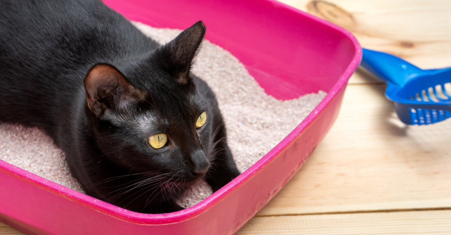 4 dicas para limpar a caixa de areia do gato corretamente
