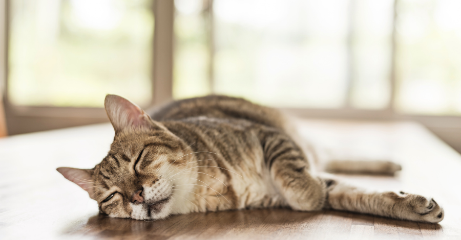 Gatos costumam dormir mais que cachorros.