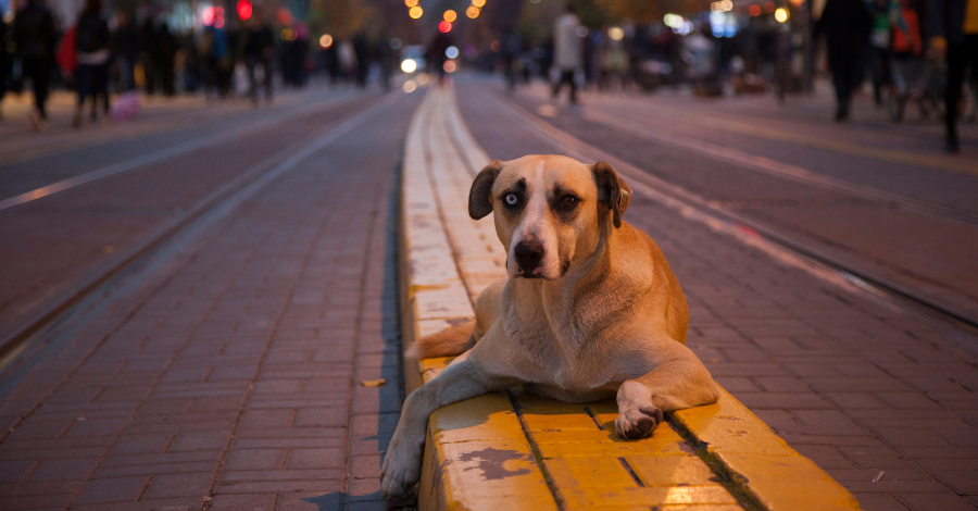 Adotar cachorro reduz o número de animais abandonados nas ruas!