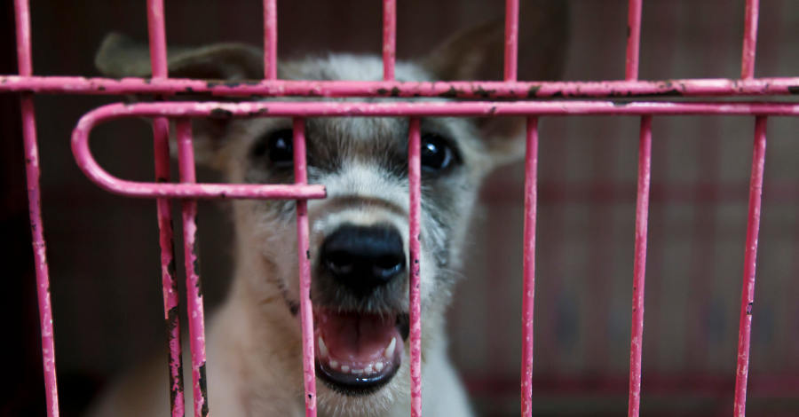 Adotar cachorro não contribui para o tráfico ilegal de animais!