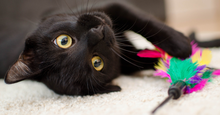 Presentes de gatos é um sinal de admiração e respeito!