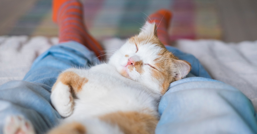 Dormir junto com gatos é um sinal de confiança e amor do felino!