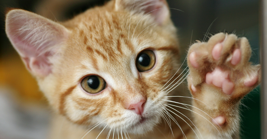 Afofar o humano é um grande sinal de amor dos gatos!