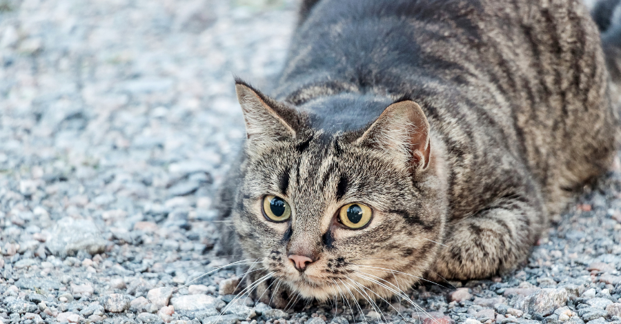 Gatos ainda mantém alguns instintos selvagens.