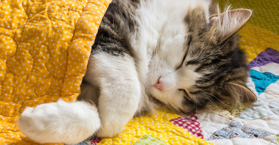 Gatos dormem até 20 horas por dia.