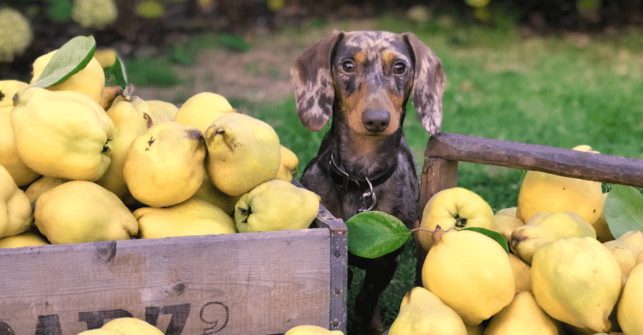 Frutas que cachorro pode comer.