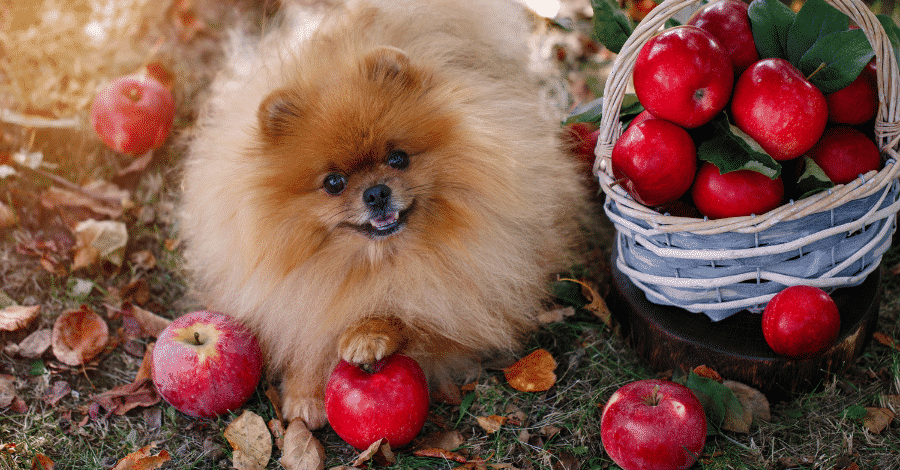 Cachorros podem comer maçã!