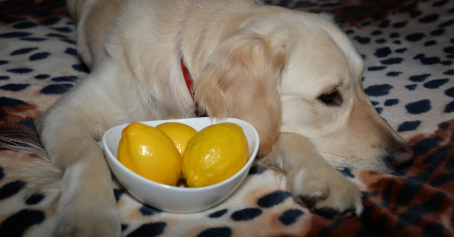 Cachorro não pode comer limão!