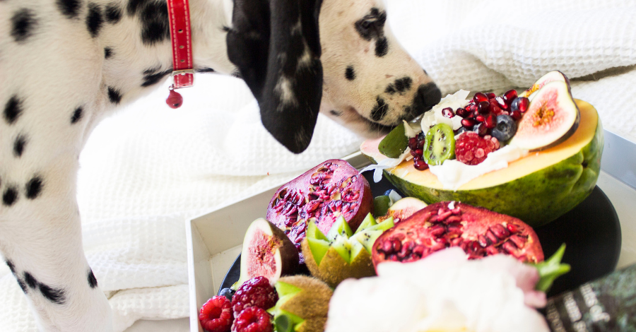 Cachorro pode sim comer fruta!