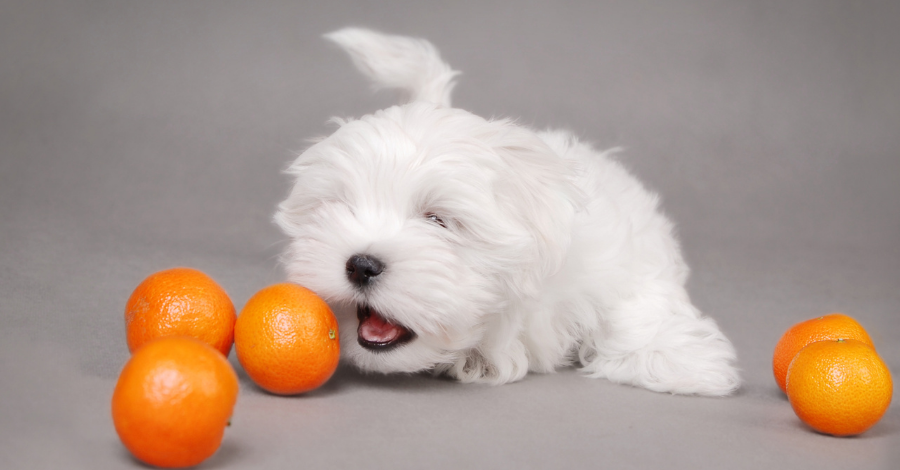 Cachorro deve consumir pouca laranja!