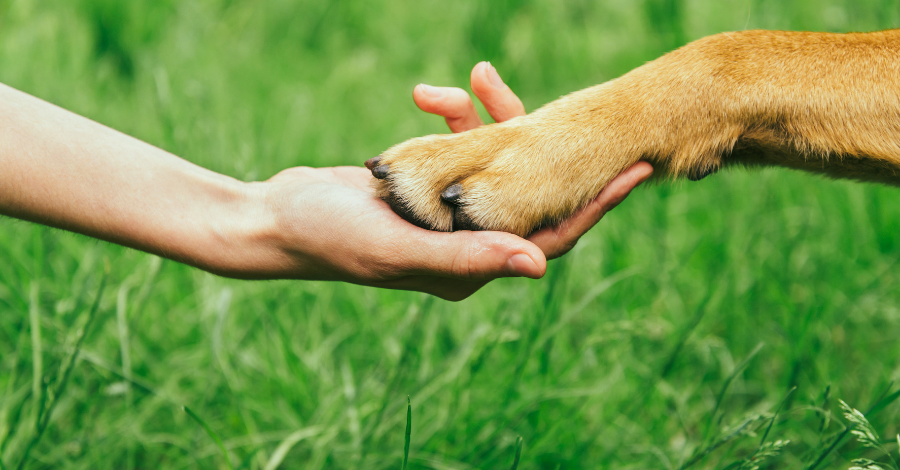 Adotar um cachorro das ruas é salvar vida!