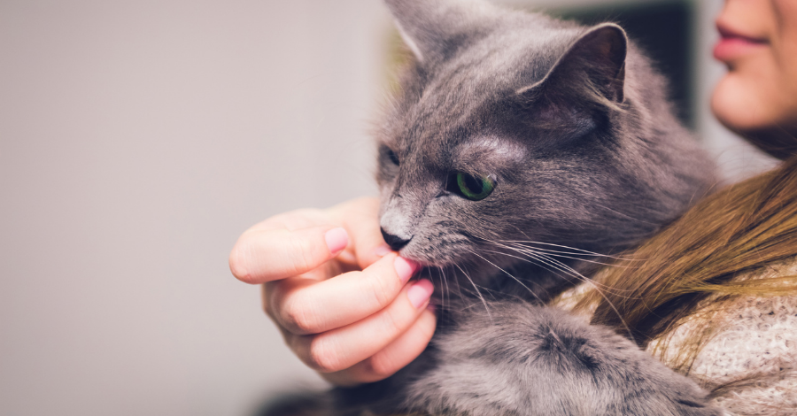 Lambidas de gatos são sinais de carinho!