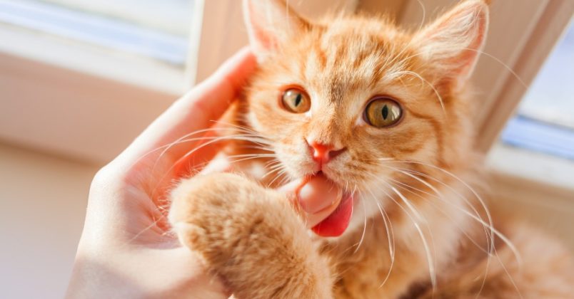 10 coisas que deve saber antes de adotar um gato