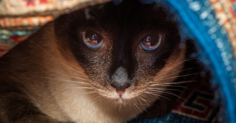 Respeite o limite do seu gato!