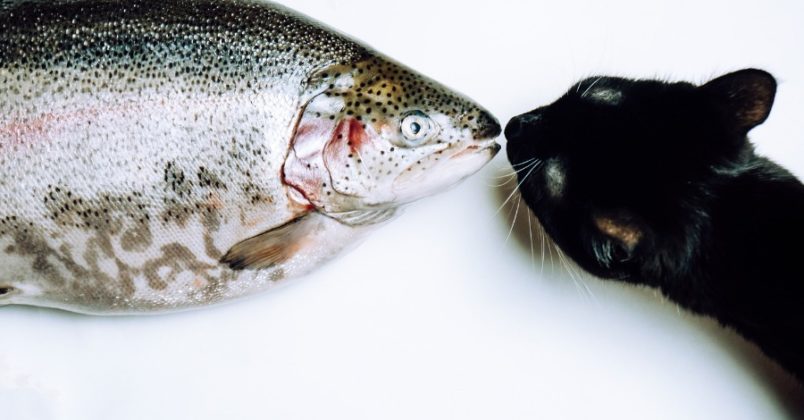 Gato pode comer peixe, desde que seja sem espinho!