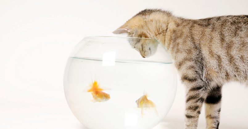 Gato pode sim comer peixe, mas diferente do que você achava!