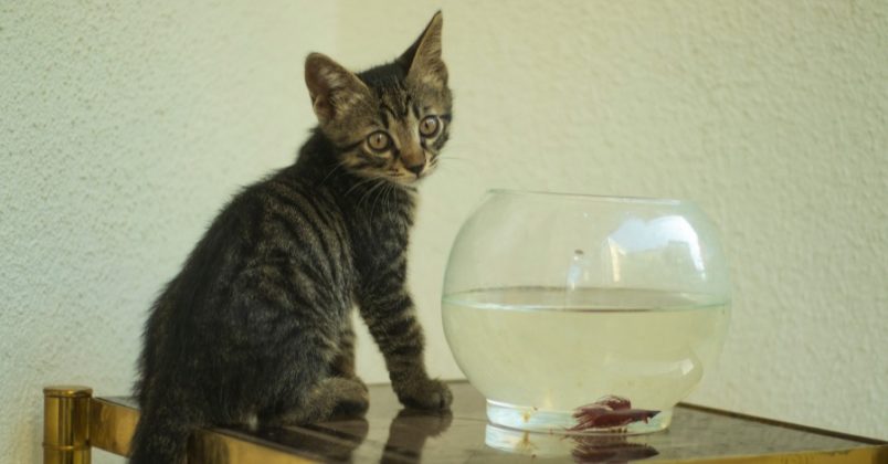 Gato pode comer peixe, desde que seja um complemento e sem espinhos.