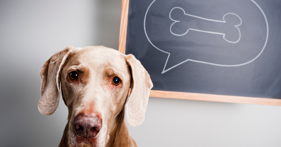 Nomes de comidas são boas opções para o nome do cachorro!