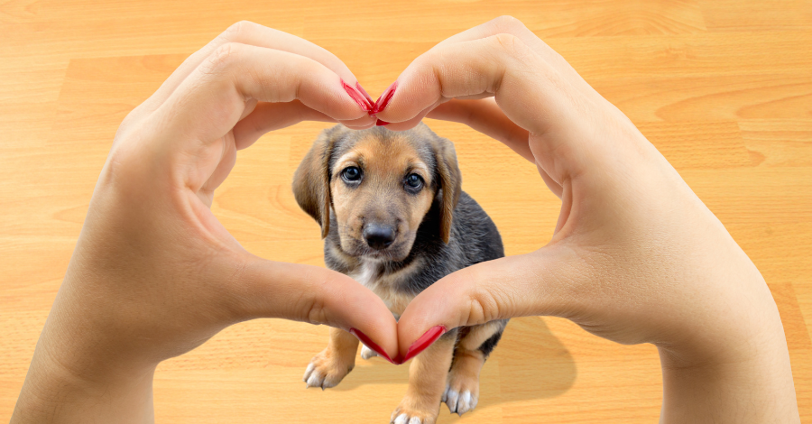 O importante é o amor no nome do cachorro!