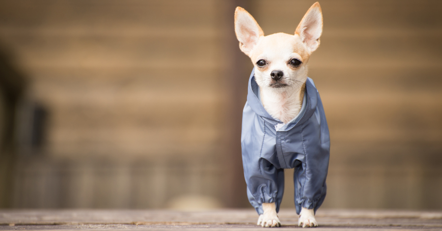 Nomes curtos para cachorros pequenos!