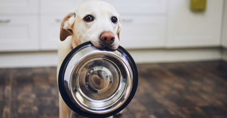 Cachorro não pode comer ração de gato.