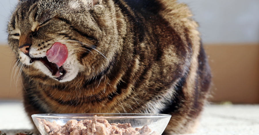 Gato não pode comer ração de cachorro!