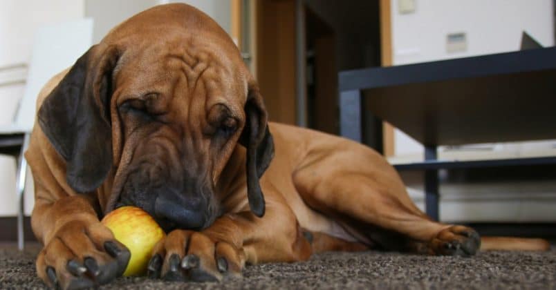 Cachorros podem sim comer maçã!
