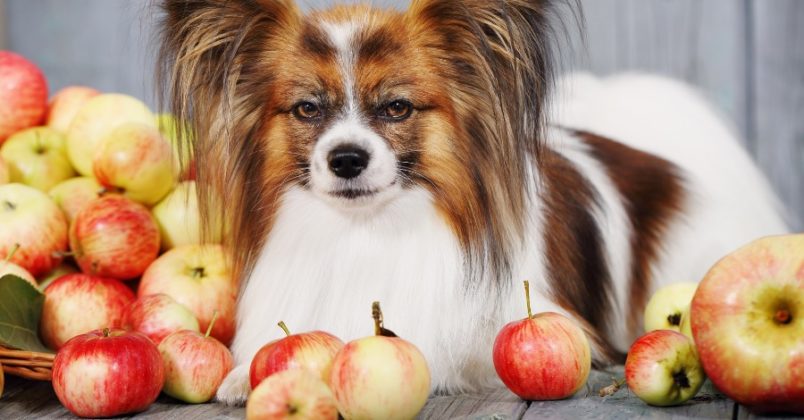 Cachorros devem consumir pouca maçã e no máximo 3 vezes por semana, nunca em excesso.