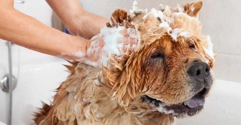 Dar banhos frequentes é importante para manter os cachorros livres de carrapatos.