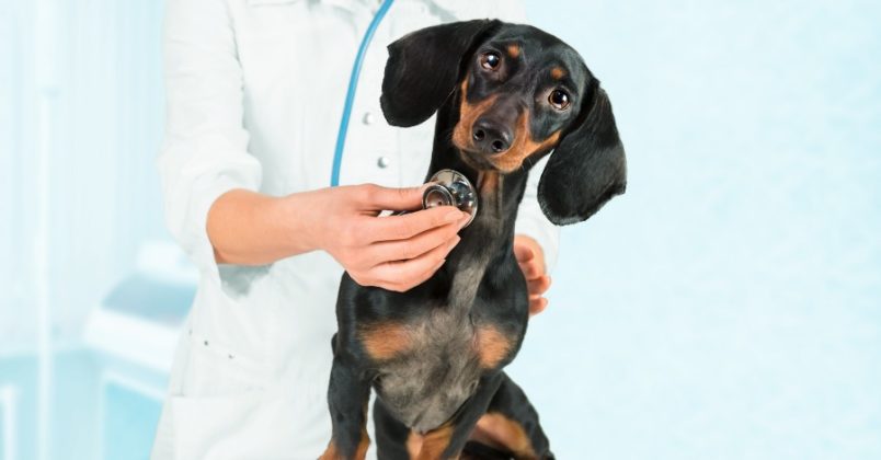 Leve o seu cachorro ao veterinário se estiver infestado por carrapatos!