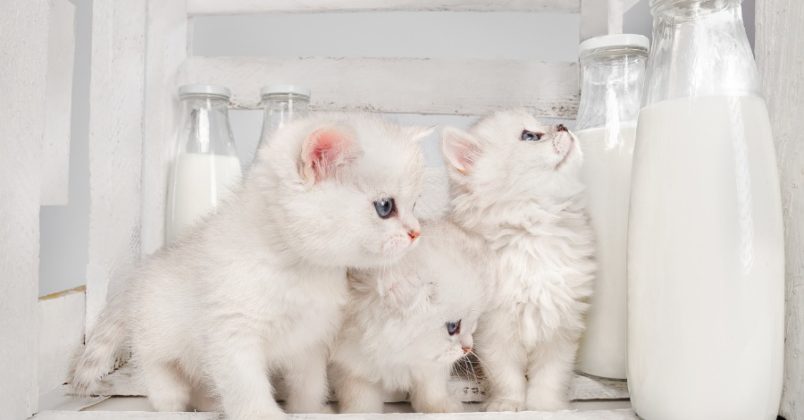 Gato filhote também não pode tomar leite, apenas o materno.