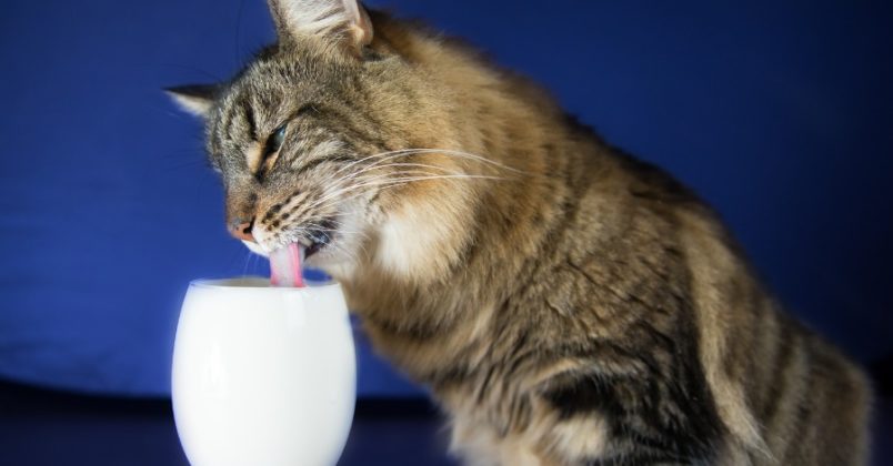 Gato não pode tomar leite, nunca dê leite ao gato!