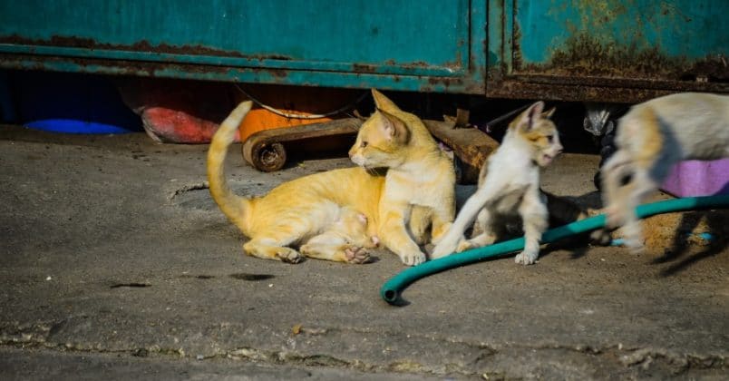 Gatos que vivem nas ruas tem expectativa de vida muito menor!