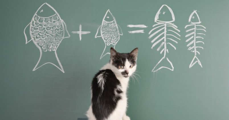 Como calcular a idade de um gato?
