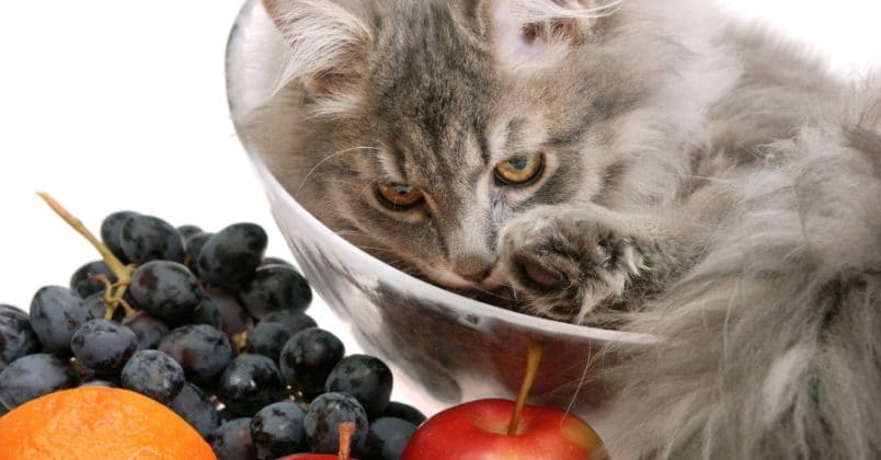 As frutas podem ser servidas aos gatos como petiscos.