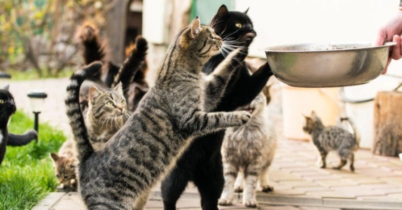 O abacate pode trazer muitos benefícios aos gatos.