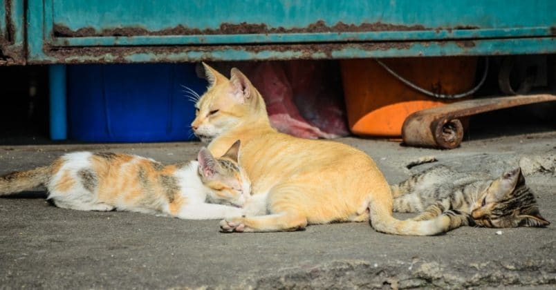 Há muitos riscos nas ruas para os gatos!